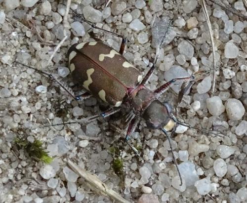 Cicindela hybrida
